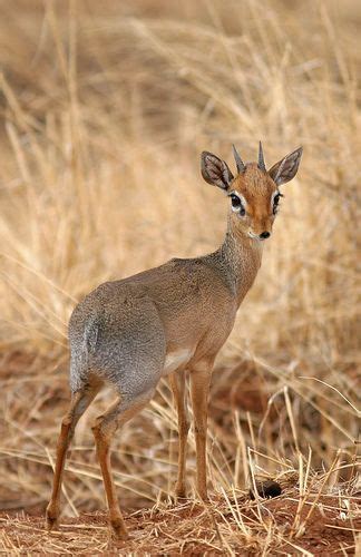 Dik Dik Small Antelope Mundo Animal Pinterest