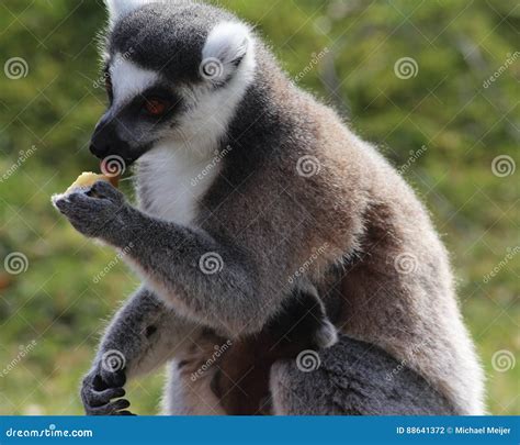 Ring Tailed Lemur Eating Stock Photo Image Of Black 88641372