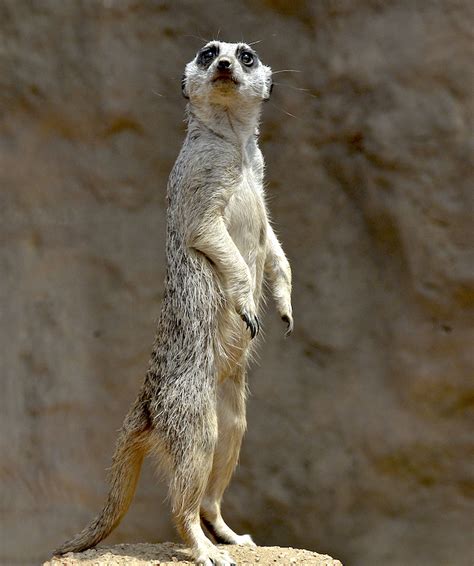 Discover Meerkats Our Animals Indianapolis Zoo