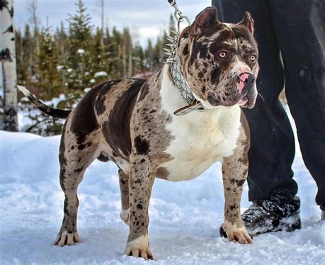 Merle American Bully What Are They Why Are They Special Atelier Yuwa Ciao Jp