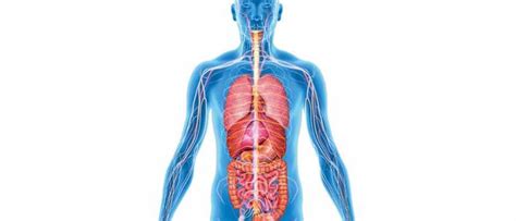 As far as specificity, it is the greatest organ in the body. How many organs in the body could you live without? - BBC ...