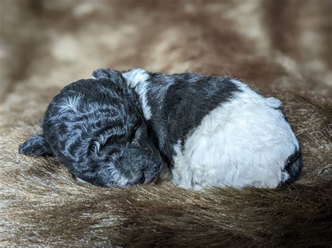 Puppies For Sale Schnoodle All Sizes Schnoodles Fcategory