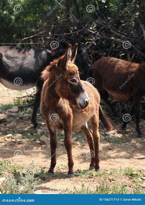 Brown Baby Donkey In Field Stock Image Image Of Brown 156271713