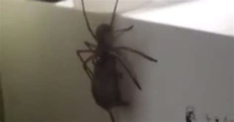 Giant Spider Trying To Eat Mouse Goes Nightmarishly Viral Cnet