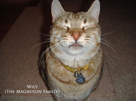 Exclusively Cats Veterinary Hospital Blog Meet Mr November Feline