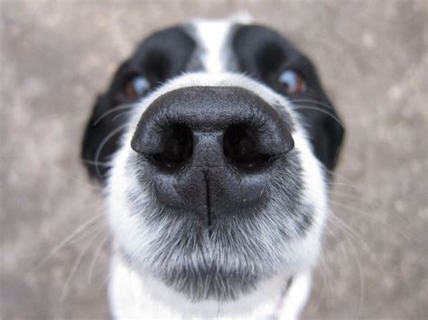 Secrets Of The Snout A Dogs Nose Is A Work Of Art Psychology Today