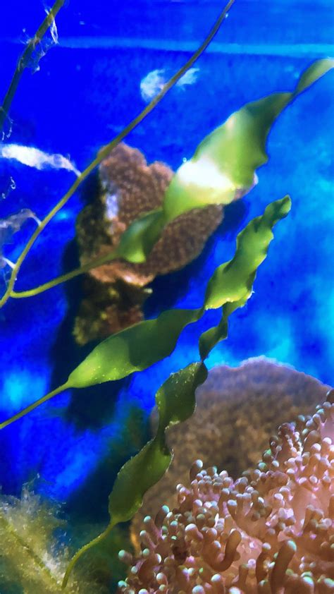 Live Caulerpa Prolifera Frag Macro Algae Reef No Shipping To Etsy