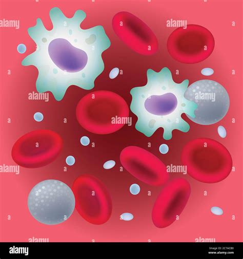 Blood Cells Erythrocytes Leukocytes And Thrombocytes Medical Vector