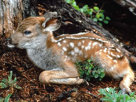Fawn Deer Baby Animals Photo 19818136 Fanpop