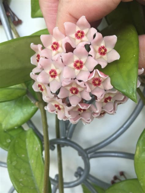Indoor Plant With Little White Flowers Identifying A Houseplant