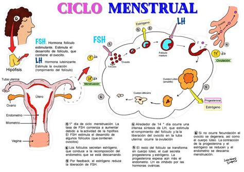 ciclo menstrual de la mujer ciclo ovarico informacióninteresante ciclomenstrual … ciclo