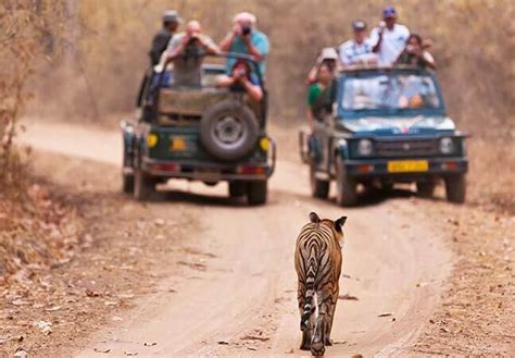 Bandhavgarh Wildlife Sanctuaries National Parks Tour Packages Book