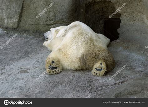 Sleeping Polar Bear Moscow Zoo Stock Photo By ©yayimages 263005576