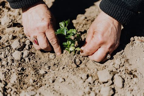 Crop Photo Of Person Planting Seedling In Garden Soil · Free Stock Photo