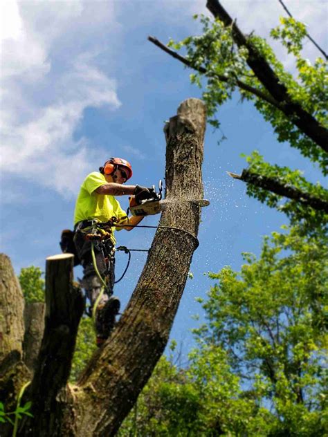 4 Different Types Of Tree Removal Timber Works Tree Care