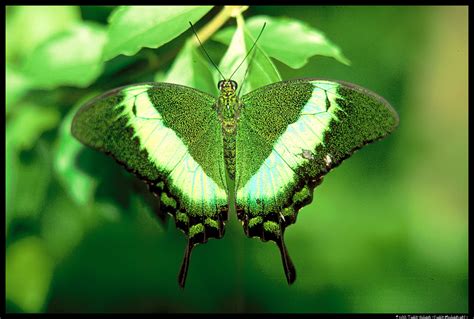 68 Green Butterfly Wallpaper