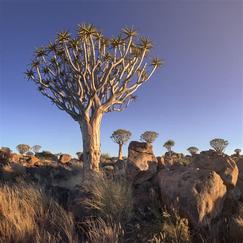 Quiver Tree Forest In The Evening Keetmanshoop Namibia Anshar Images