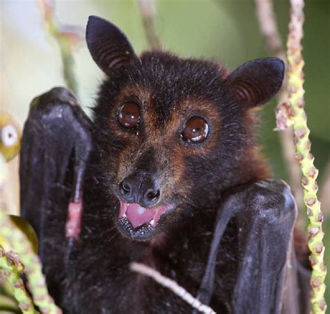 Black Flying Fox Or Black Fruit Bat Pteropus Alecto Bat Species