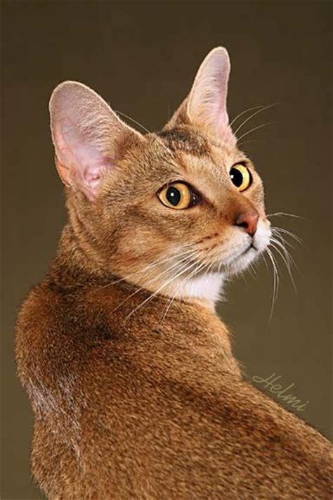 21 Best Chausie Images Chausie Cat Cat Breeds Domestic Cat