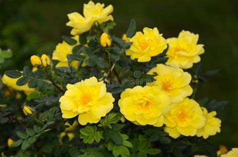 Yellow Heirloom Rose Bush In Full Bloom Stock Image Image Of Bush