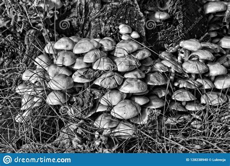 Small Delicate Wild Mushrooms Growing In Autumn On An Old