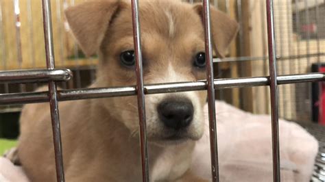 They Are Being Forced To Euthanize Central Georgia Animals Shelters