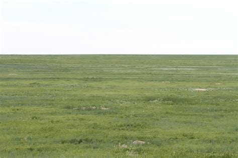 Wildlife Window Grasslands Often Overlooked Matter In Colorado Loveland Reporter Herald