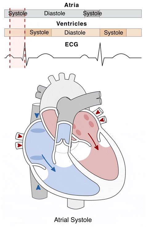 Cardiac Cycle Animation