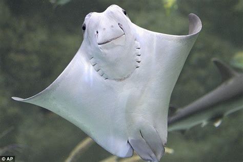 36 Best Images About Stingray On Pinterest Mouths Swim And Zoos
