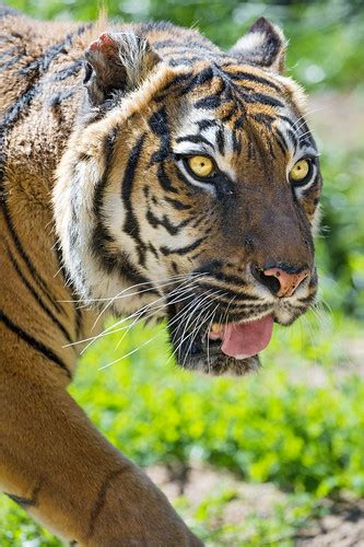 Walking Sumatran Tigress Last Year I Didnt See Her So I Flickr