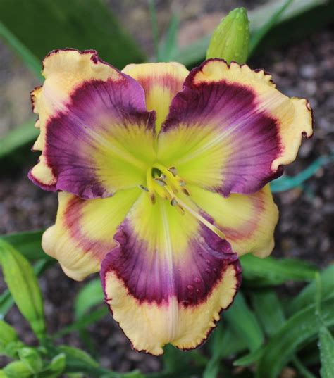 Photo Of The Bloom Of Daylily Hemerocallis Kiss Of Paradise Posted
