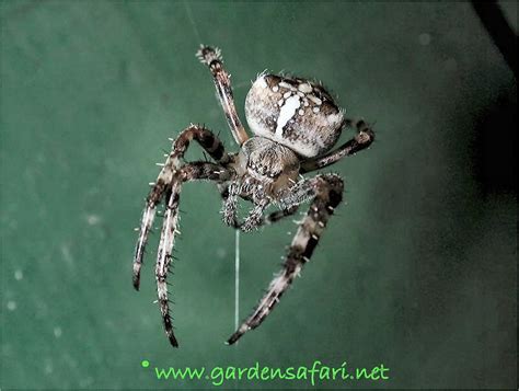 Gardensafari Common European Garden Spider With Many Detailed