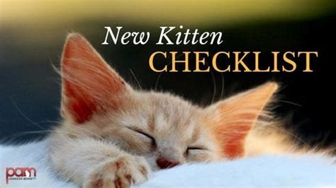 top tips for new kitten owners the basic kitten habits