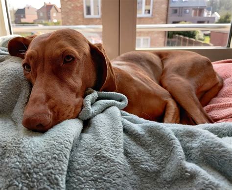 17 Undeniable Truths Only Vizsla Pup Parents Understand Pettime