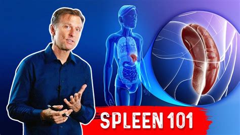 What Does The Spleen Do Drberg Explains Spleen Function Youtube