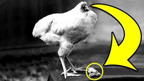 This Headless Chicken Lived For 18 Months Fact Show Youtube