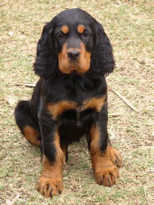 Gordon setter puppies available at breacan gordon setters! Breeder Directory - Gordon Setter Club of Victoria