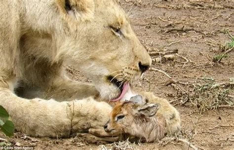Lion Adopts Tiny Newborn Antelope Carrying It In Its Mouth Such Tv