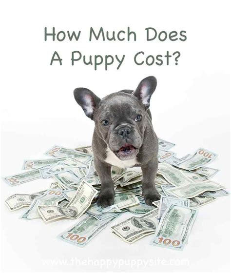 How Much Does It Cost To Buy A Dog From A Breeder Heres What To