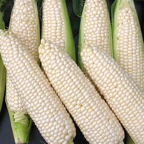 2020 High Yield Hybrid F1 Waxy Corn Seeds From China For Planting Buy