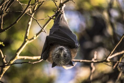 Are Grey Headed Flying Foxes Headed For A Mass Starvation Event