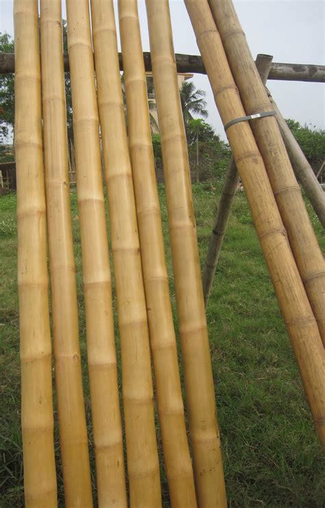 8 Bamboo Poles 2dia Real Hardsolidmax Thick Wall4dia Bamboo