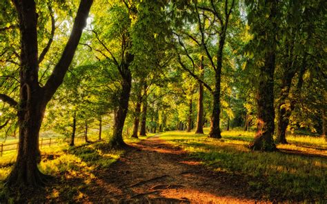 Nature Landscapes Trees Forests Path Roads Spring Seasons Summer