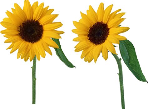 Sunflower Png Image Purepng Free Transparent Cc0 Png Image Library