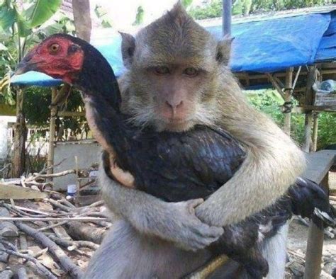 Gambar Monyet Lucu Memeluk Ayam Gambar Hewan Lucu Hewan Lucu Meme