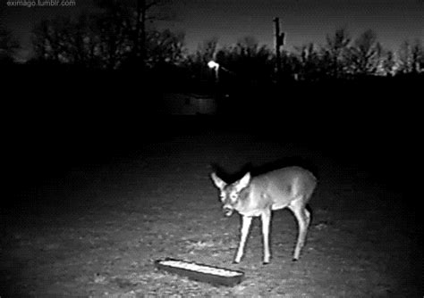 Deer Running  By Cheezburger Find And Share On Giphy
