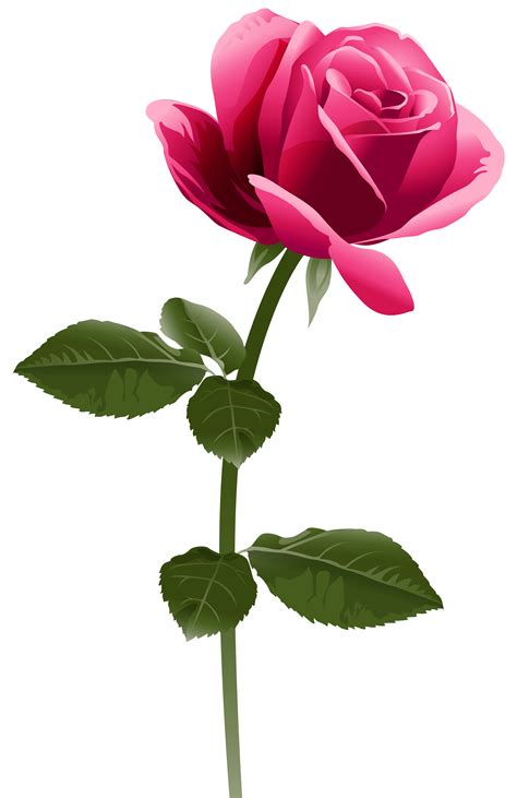 Single Rose Png Png Image Collection