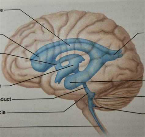 Brain Ventricles Lateral View Diagram Quizlet