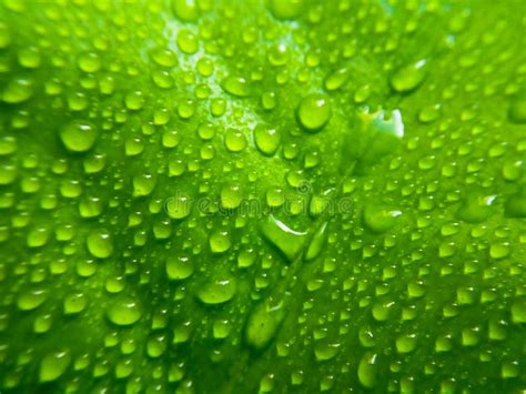 Macro Shot Of The Crystal Clear Water Droplets On A Green Leaf Stock