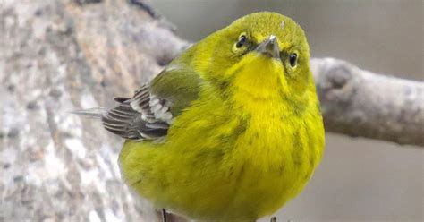 Se Texas Birding And Wildlife Watching Winter Residents Warblers And Kinglets